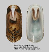Macroschisma productum (2)